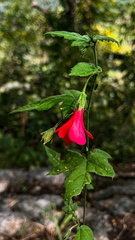 Hibiscus poeppigii, photograph (c) Daniel Pineda Vera, some rights reserved (CC BY)