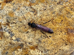 Urocerus flavicornis