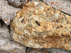 Urocerus flavicornis