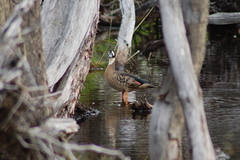 Speculanas specularis