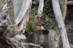 Speculanas specularis