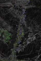 Tropaeolum austropurpureum, photograph Víctor Sarabia Sánchez, CC BY, iNaturalist via GBIF