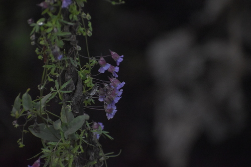 Tropaeolum austropurpureum, photograph 4