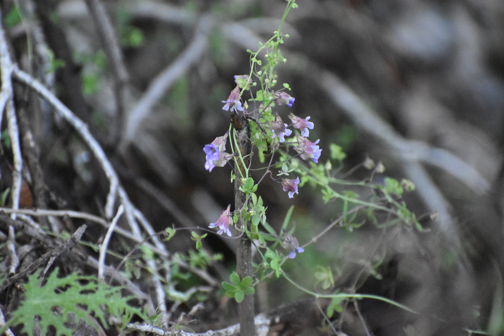 Tropaeolum austropurpureum