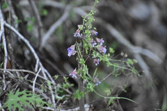 Tropaeolum austropurpureum, photograph Víctor Sarabia Sánchez, CC BY, iNaturalist via GBIF