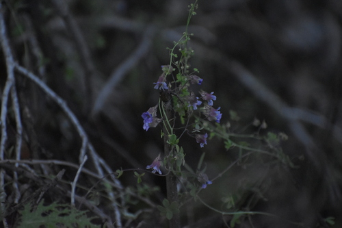 Tropaeolum austropurpureum, photograph 6