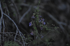 Tropaeolum austropurpureum, photograph Víctor Sarabia Sánchez, CC BY, iNaturalist via GBIF