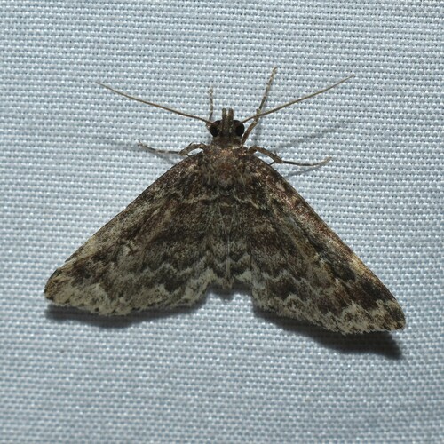 Appalachian Idia photo 3