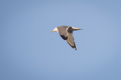 Steppe Gull｜草原鸥 参考照片
