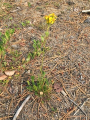 Packera streptanthifolia