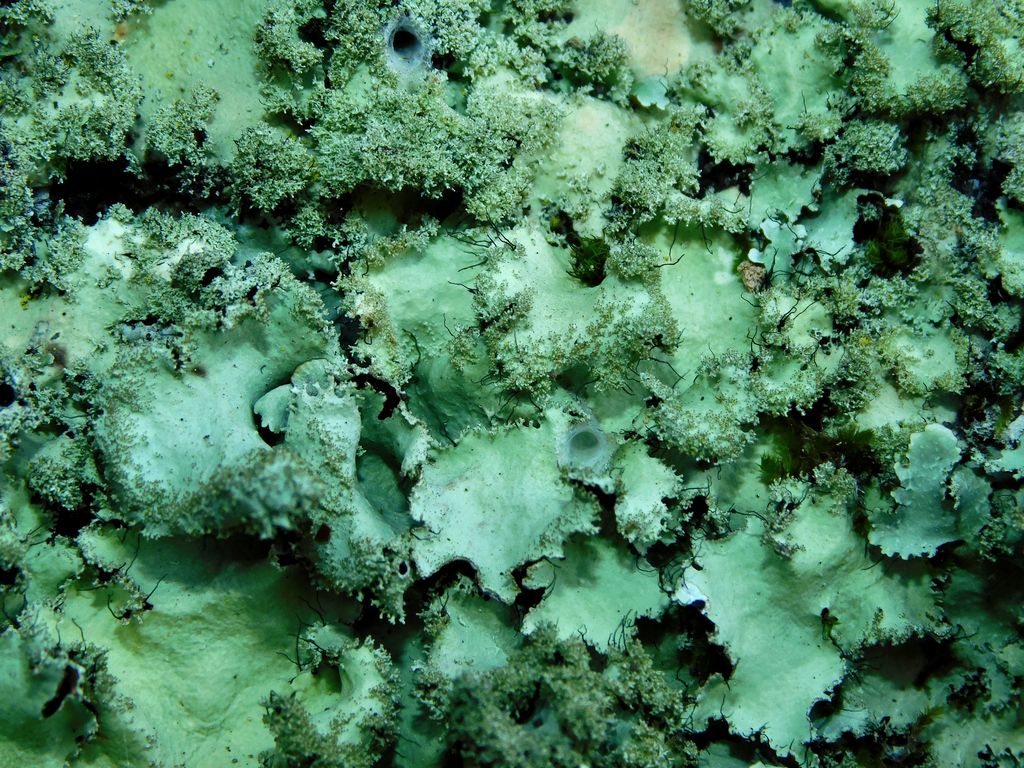 Spotted Ruffled Lichen