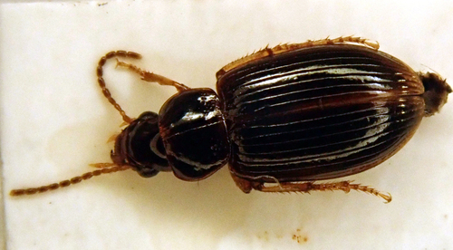 Bradycellus csikii