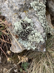Hypogymnia occidentalis