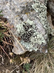 Hypogymnia occidentalis