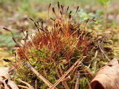 Tetraplodon mnioides