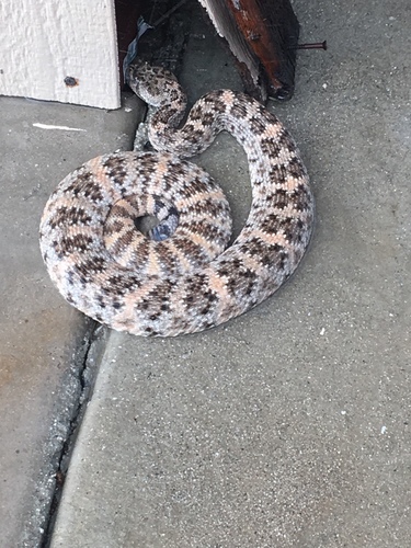 iNaturalist observation photo of Southwestern Speckled Rattlesnake