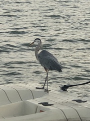 Ardea herodias