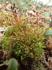 Tetraplodon mnioides