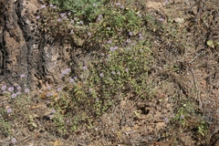 Monardella sheltonii