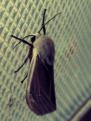 Creatonotos transiens