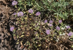 Monardella sheltonii