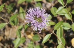 Monardella sheltonii