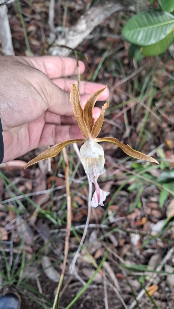 Galeandra devoniana