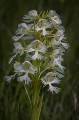Platanthera praeclara