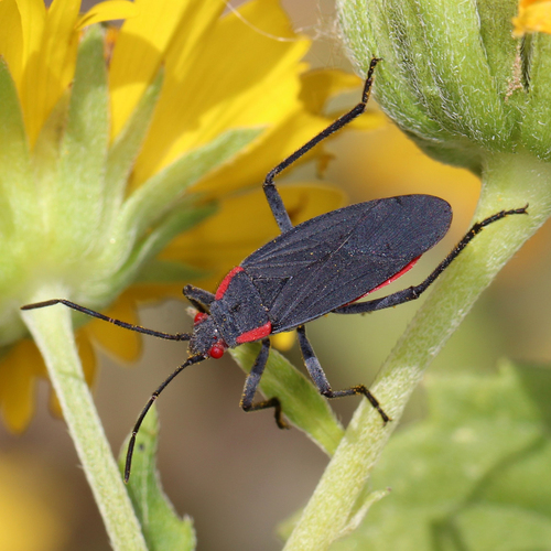 Red-shouldered Bug photo 3