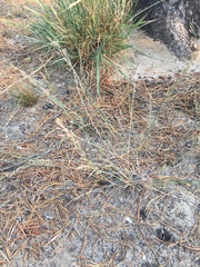 Poa glauca
