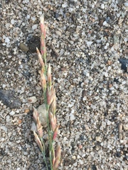 Poa glauca