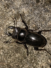 Serrognathus titanus okinawanus