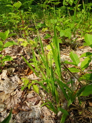 Dichanthelium xanthophysum