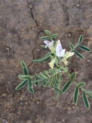 Astragalus geyeri