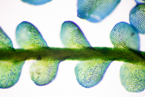 Odontoschisma denudatum