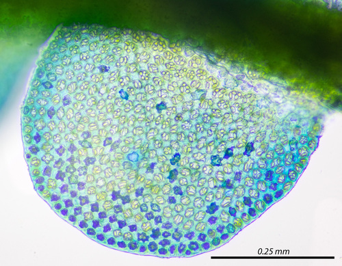 Odontoschisma denudatum