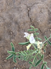 Astragalus geyeri