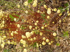 Splachnum luteum