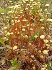 Splachnum luteum