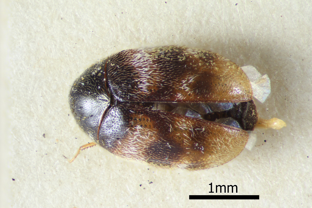 Dermestid beetle