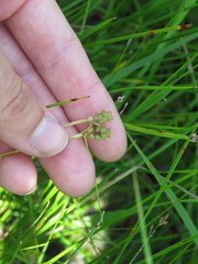 Carex viridula