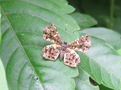 Calydna sturnula