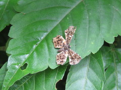 Calydna sturnula