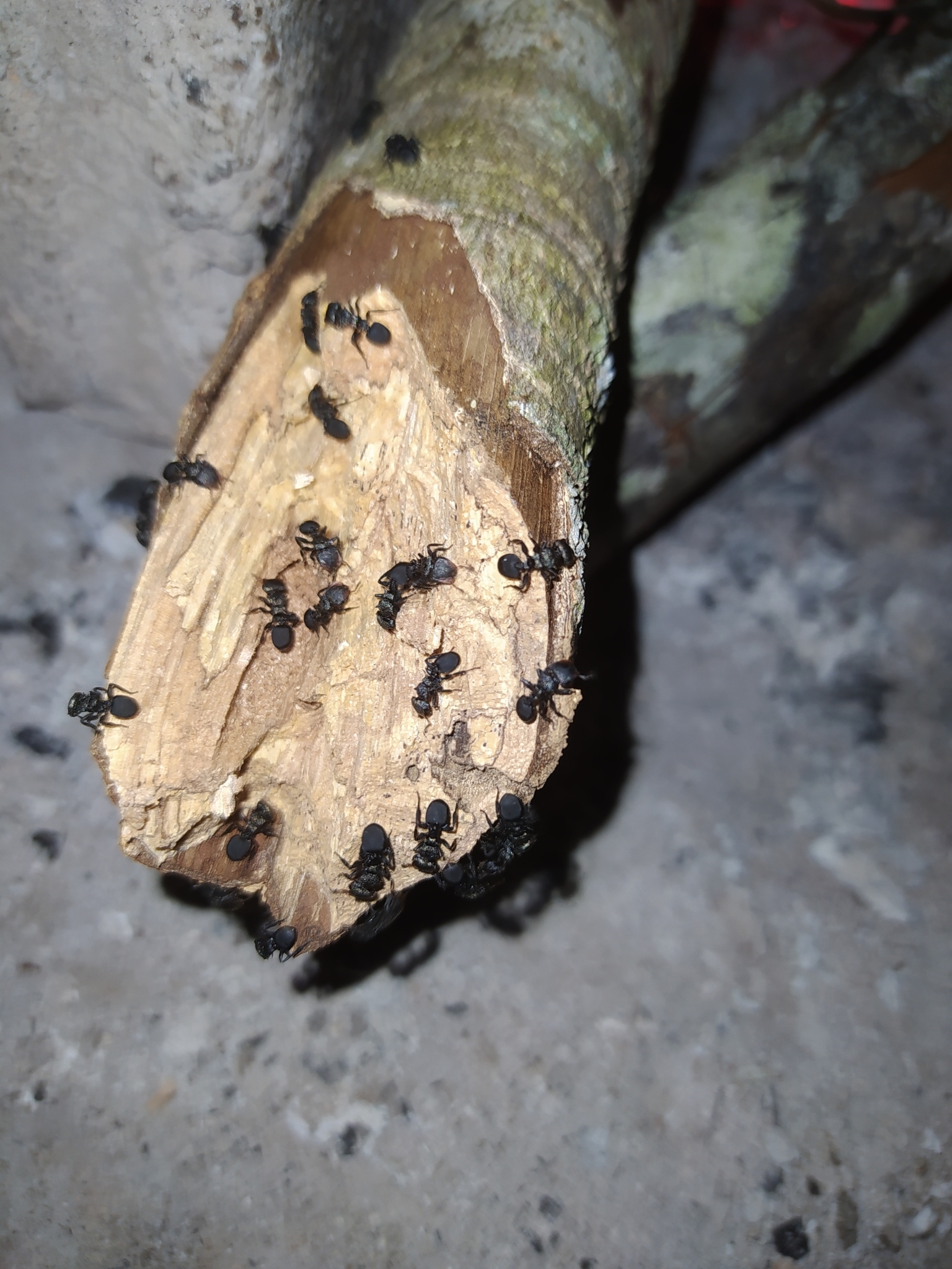Cephalotes hamulus
