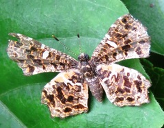 Calydna sturnula