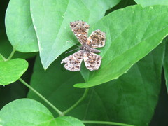 Calydna sturnula