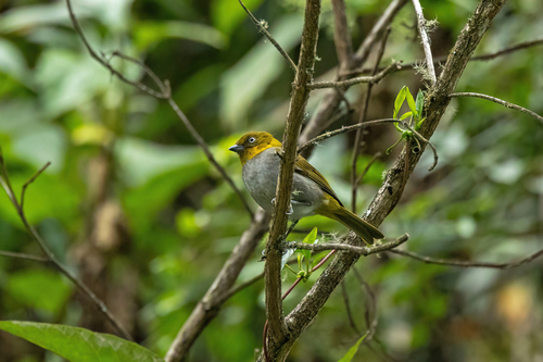 Short-billed Chlorospingus