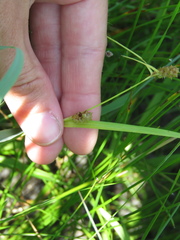 Carex viridula