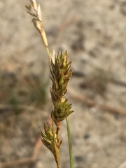 Carex praticola