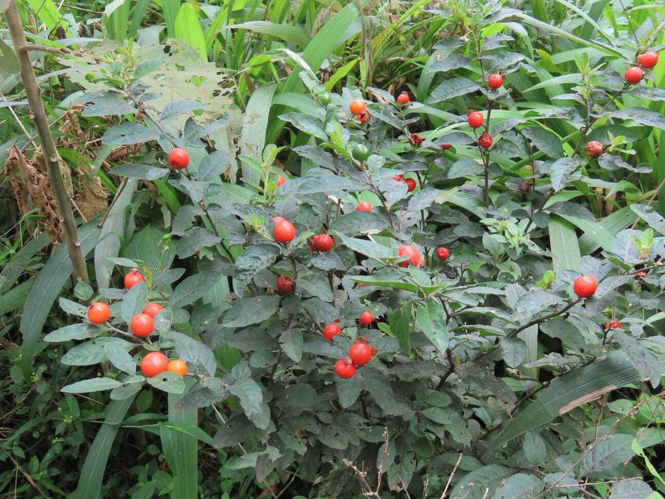 Solanum pseudocapsicum